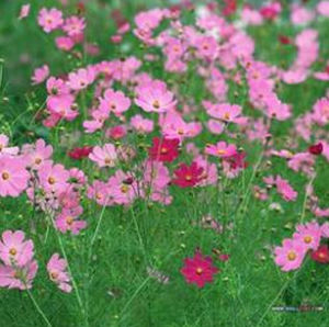 天山蓍屬 天山蓍屬