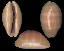 金紅寶螺（圖冊1）