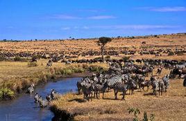 東非大草原 東非大草原
