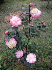 迷茫的春天茶花 迷茫的春天茶花