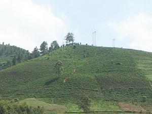 中門自然村茶葉地<a name="ref_[5]"></a>