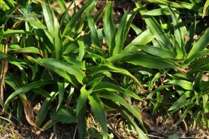 散序地楊梅 散序地楊梅