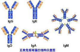生物免疫球蛋白