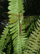 蜻蜓[差翅亞目昆蟲]