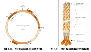 M13噬菌體