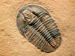 （圖）中元古代