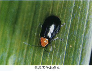 黑腳黑守瓜 黑腳黑守瓜