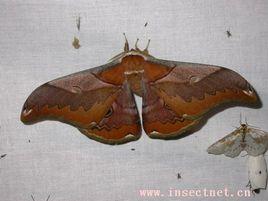 銀杏珠天蠶蛾 銀杏珠天蠶蛾