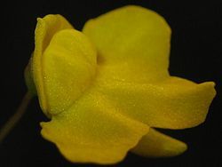 尖葉狸藻 尖葉狸藻