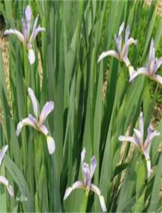 藍花喜鹽鳶尾 藍花喜鹽鳶尾