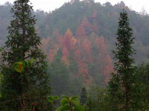 金平分水嶺自然保護區