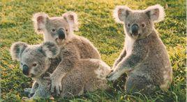 龍柏考拉動物園