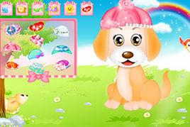 寵物小狗受傷了 寵物小狗受傷了