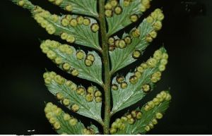 紫雲山複葉耳蕨 紫雲山複葉耳蕨