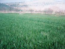 銅山[江蘇省徐州市下轄區]