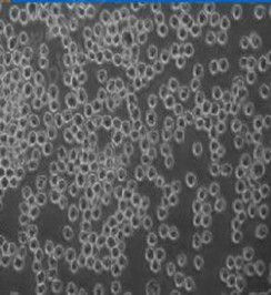 原代培養 原代培養