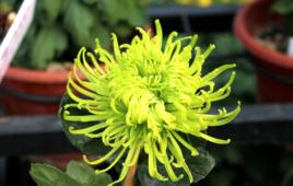 松尾綠菊 松尾綠菊