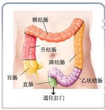 腸道結構2