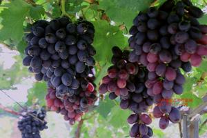 紅美葡萄 紅美葡萄