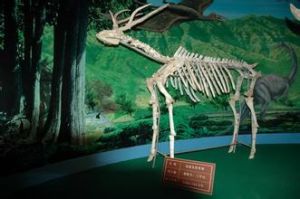 羚羊化石 羚羊化石