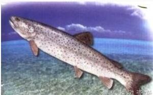 黑龍江五種土豪魚之哲羅鮭(組圖)