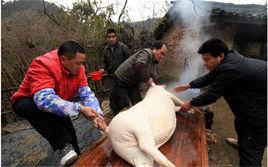殺年豬 殺年豬