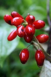 陽城山茱萸 陽城山茱萸