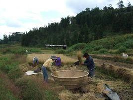 麻竹嶺桿自然村