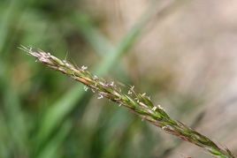 三毛草屬 三毛草屬