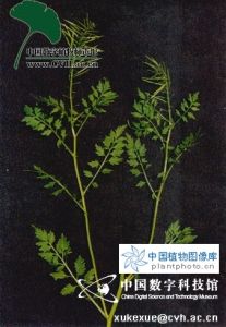 彈裂碎米薺 彈裂碎米薺