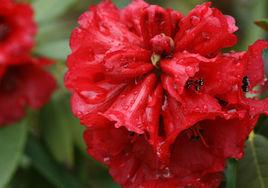 峨馬杜鵑 峨馬杜鵑