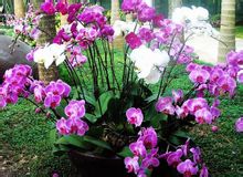 南京植物博覽園