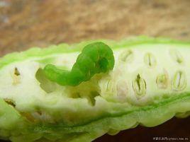 苦瓜棉鈴蟲 苦瓜棉鈴蟲