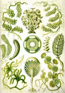 恩斯特·海克爾所著《自然界的藝術形式》中的綠藻
