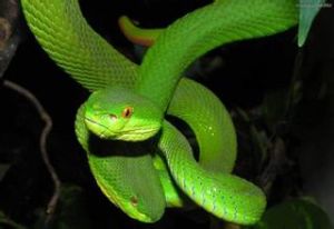 西藏竹葉青蛇 西藏竹葉青蛇