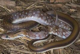 海倫頜腔蛇 海倫頜腔蛇