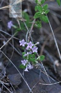 川滇野丁香 川滇野丁香