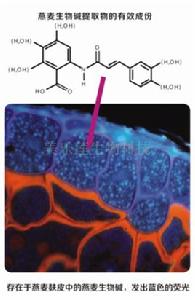 燕麥生物鹼 燕麥生物鹼