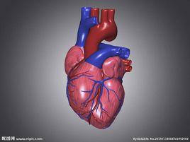 心臟衝動 心臟衝動