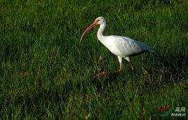 美洲䴉屬 美洲䴉屬