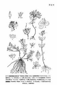 河北婆婆納 河北婆婆納