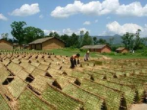 南雄黃煙 南雄黃煙