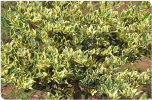 銀背葉黨參 銀背葉黨參