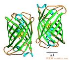 綠色螢光蛋白套用