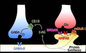 內源性大麻素受體止痛機制