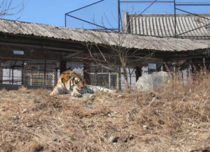 泰山東北虎園 泰山東北虎園