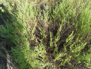 差巴嘎蒿 差巴嘎蒿