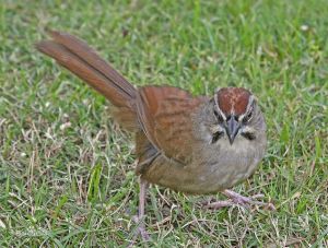 銹紅猛雀鵐 銹紅猛雀鵐