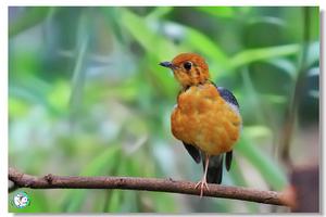 橙頭地鶇雲南亞種
