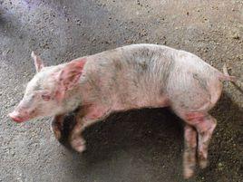 豬敗血性鏈球菌病